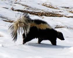 It is important to feed your community cats in sanitary manner. Keeping Skunks Away