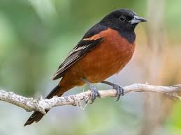 I also represent a professional baseball team curious what triggered this but i can't help to remember the one time he took/tweeted a picture of someone at a urinal & immediately deleted it. Orchard Oriole Identification All About Birds Cornell Lab Of Ornithology