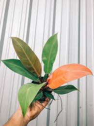 4 Philodendron Prince Of Orange Orange Plant Plants Plant Aesthetic