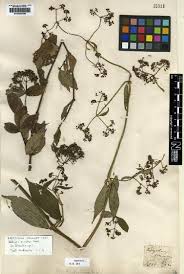 Image result for Blepharispermum pubescens