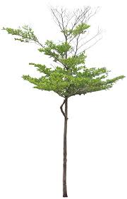 Image result for Terminalia mantaly