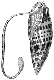 Image result for Mitrasacmopsis