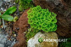 Image result for Selaginella kraussiana
