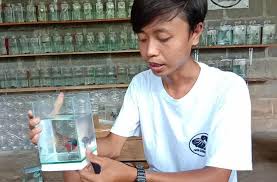 Kiprah ikan cupang makin bersinar. Tertantang Mata Kuliah Ekonomi Mahasiswa Gunungkidul Sukses Budi Daya Ikan Cupang Bagian 1
