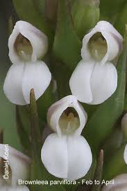 Image result for Brownleea parviflora