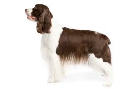 Find your favorite puppy here. English Springer Spaniel Dog Breed Information