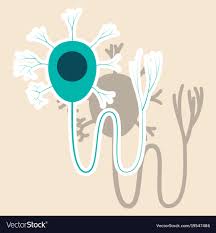 Education Chart Of Biology For Nerve Cell Diagram