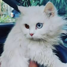 Feel free to buy extreme punch face big round eyes persian cats for sale online from trusted sellers in pakistan on no.1 pet classifieds. Odd Eye Double Coated Cat