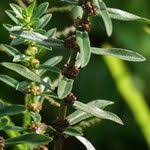 Image result for Ammannia baccifera