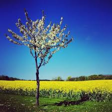 Fruhling Auf Bornholm Denmark Bornholm Landscape