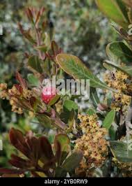 Image result for Searsia lucida