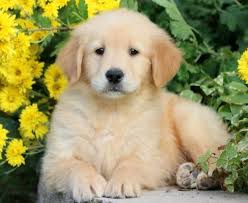 The golden retriever rescue in the rockies is the best organization for adopting golden retrievers in the denver and boulder areas. Golden Retriever Puppies For Sale Puppy Adoption Keystone Puppies Puppy Adoption Purebred Golden Retriever Golden Retriever