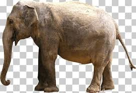 In addition, it has won four east african cecafa clubs cup titles. Tusker Png Images Tusker Clipart Free Download