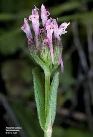 Image result for Valerianaceae