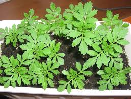 Cover the marigold seed pot or tray with plastic overwrap. When To Plant Marigolds On Seedlings In The Greenhouse Features Of The Cultivation Of Marigolds From Seeds When Planted In Open Ground And At Home