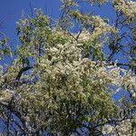 Image result for Marquesia macroura