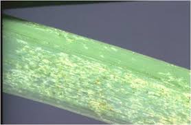 Image result for Onion Thrips