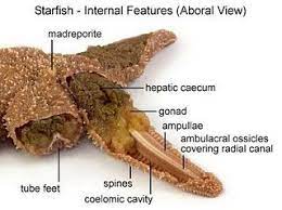 Sea Star Anatomy Starfish Invertebrates Marine Biology