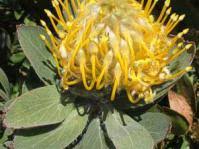 Image result for Xysmalobium holubii