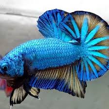 Betta Fish In 2020 Betta Fish Siamese Fighting Fish Breeding Betta Fish