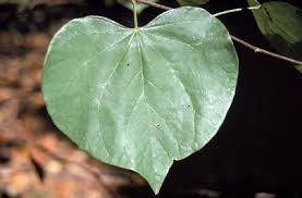 The trees are best known and are very popular for their small. Redbud Ohio Department Of Natural Resources