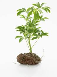 But we can fix many big problem with small touches in kitchen. Indoor Schefflera Diseases