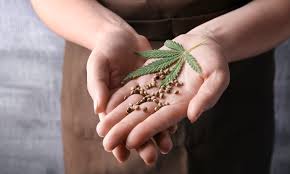Trulieve Cannabis Corp Cnsx Trul Otcmkts Tcnnf There