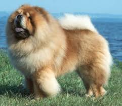 Chinese Chow Chow Gehort Aufgrund Seines Hintergrunds Zu Den Zehn Gefahrlichsten Hunden Kopek Turleri Chow Chow Boo Dog
