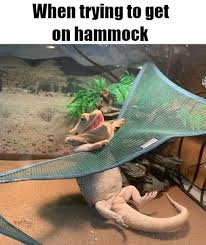 Meme Memes Funny Lol Funnymemes Humor Fun Funny Memes Hammock Funny Funny Pictures