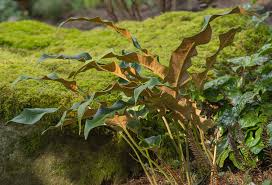 Image result for Pyrrosia