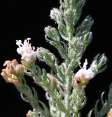 Image result for Cressa cretica