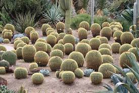 Removing cactus thorns from a dog needs to be done as soon as you discover the thorns to avoid any serious health issues. Cacti The New Energy Crop Water Land And Ecosystems