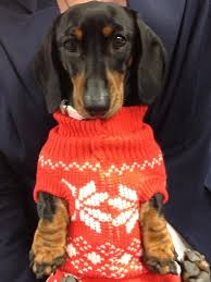 Hope The Bespoke Hq Dachshund In Her Christmas Jumper Sausage Dog Weenie Dogs Weiner Dog