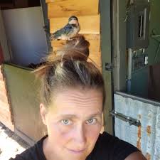 Why do barn swallows fly around in certain patterns before migration in  northeast Nebraska?