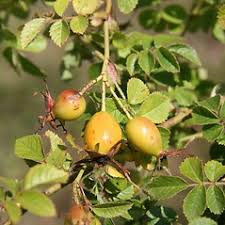 Image result for Cissus rubiginosa