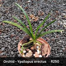 Image result for Ypsilopus erectus