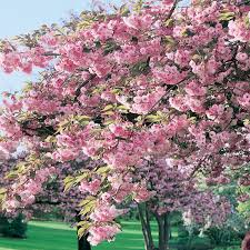 The very warm weather of this past week added a jolt of energy to the buds. Cherry Blossom Sekiyama