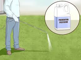 They typically lay their eggs in the summer and multiply rapidly. How To Get Rid Of Grubs 11 Steps With Pictures Wikihow