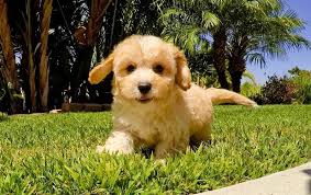 See more of bichon, cavachon & westie puppies on facebook. Cavachon Puppies For Sale San Antonio Tx 153062