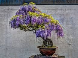 All you need to do is place the pot and add soil to it. The Perfect Bonsai Accessories For Your Bonsai Tree