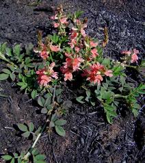 Image result for Indigofera spicata