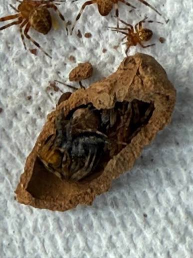 So, have you ever broken open a dirt-dauber nest? OMG! My husband said,  &ldquo;it's some kind of spider nest!&rdquo; I said, &ldquo;time to move!&rdquo; Most disgusting  thing ever, ewww!