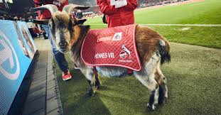 Rund 50.000 fans auf den stadionwiesen, jede menge kölsche musik und der neue hennes auf der bühne: Fur Fc Koln Fans Die Decke Von Maskottchen Hennes Viii