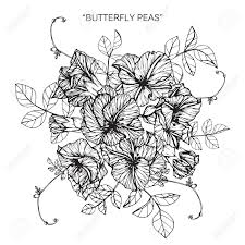 We did not find results for: Butterfly Pea Flower Drawing And Sketch With Black And White Line Art Royalty Free Cliparts Vectors And Stock Illustration Image 88996941