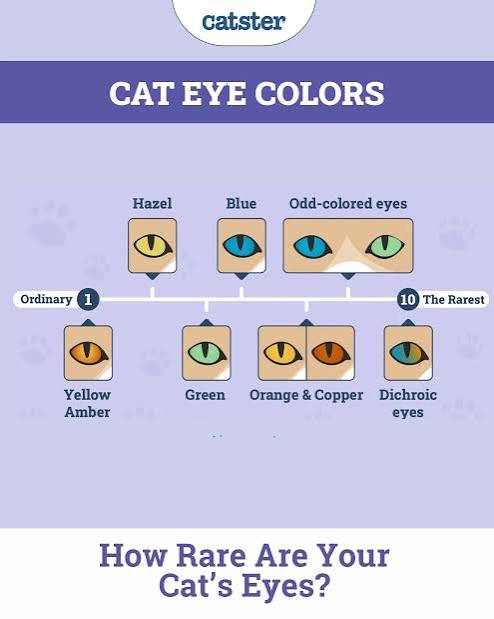What color are your cat's eyes, and where do they fit on the rarity  spectrum? Let us know in the comments below, and swipe to see examples of  all of the beautiful