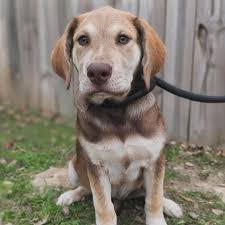 Big Dog Rescue Project added a...