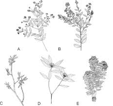 Image result for Thymelaeaceae