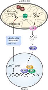 Maybe you would like to learn more about one of these? Mitochondrial Unfolded Protein Response A Stress Response With Implications For Fertility And Reproductive Aging Fertility And Sterility
