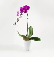 It is seated in a square pot base with glossy. Potted Purple Orchid 01 Branch Potted Orchids Vietnam
