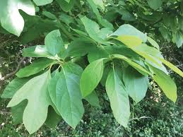 Enter your zip & find pros fast! Tree Of The Month Sassafras Shelter Island Reporter